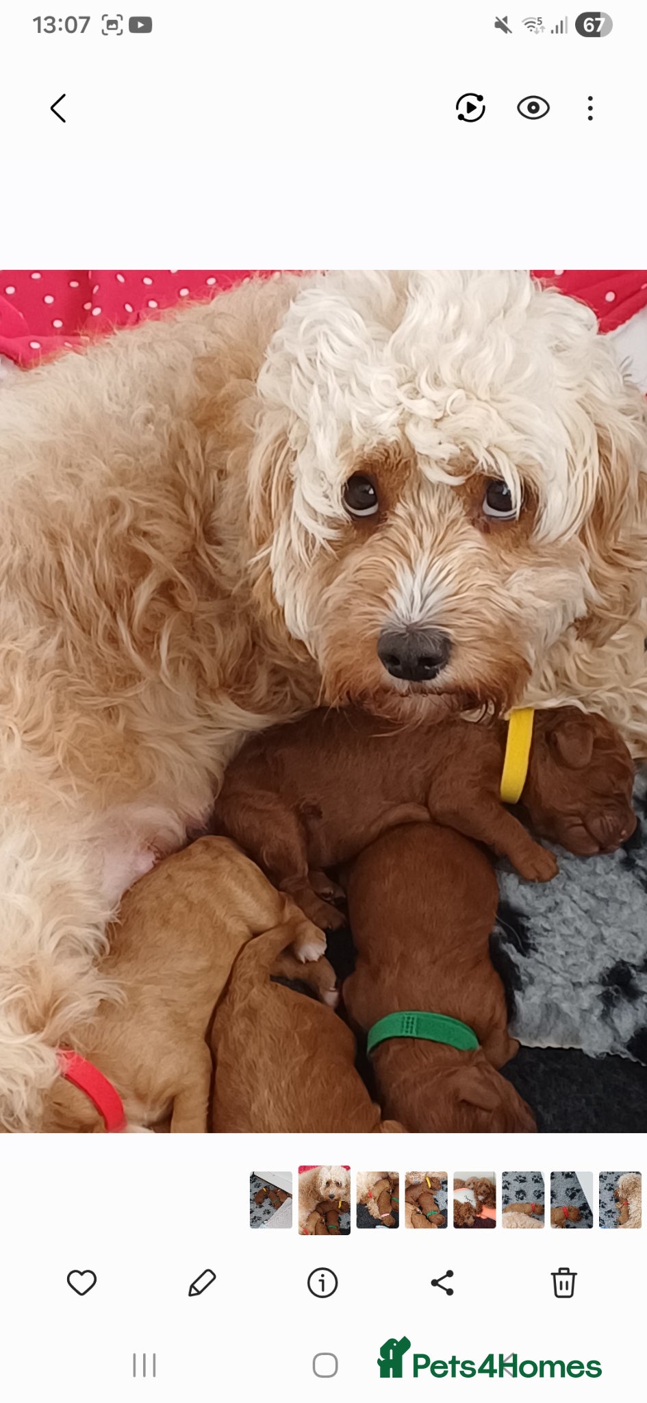 Cavapoo dogs HEALTH TESTED PARENTS. ETHICAL,STRUCTURED BREEDING - Advert 1