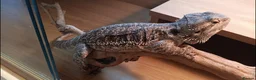 Bearded Dragon reptiles for sale: Bearded Dragon for Sale - Advert 4