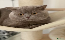 British Shorthair cats for stud: GCCF Active Lilac British ShortHair Stud in Glasgow - Image 2