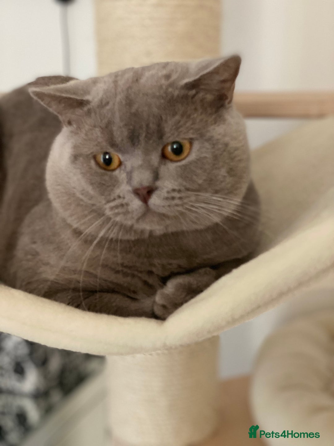 British Shorthair cats for stud: GCCF Active Lilac British ShortHair Stud in Glasgow - Image 2