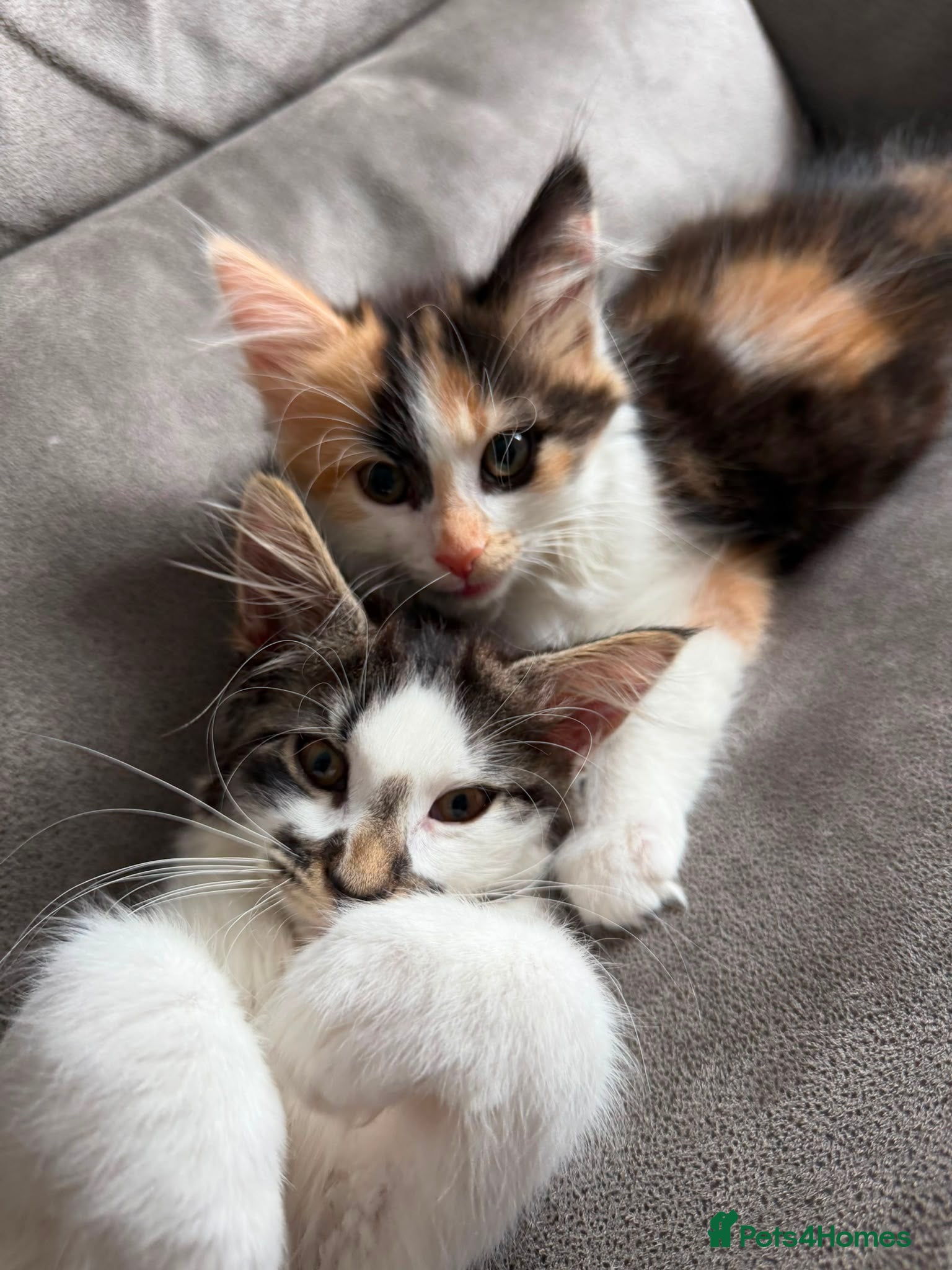 Mixed Breed cats Maine Coon mixed kittens - Advert 3