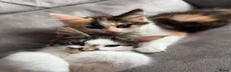 Mixed Breed cats for sale: Maine Coon mixed kittens - Advert 1