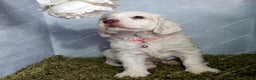 Clumber Spaniel dogs for sale: Pedigree KC Clumber Spaniel Puppies - Advert 9