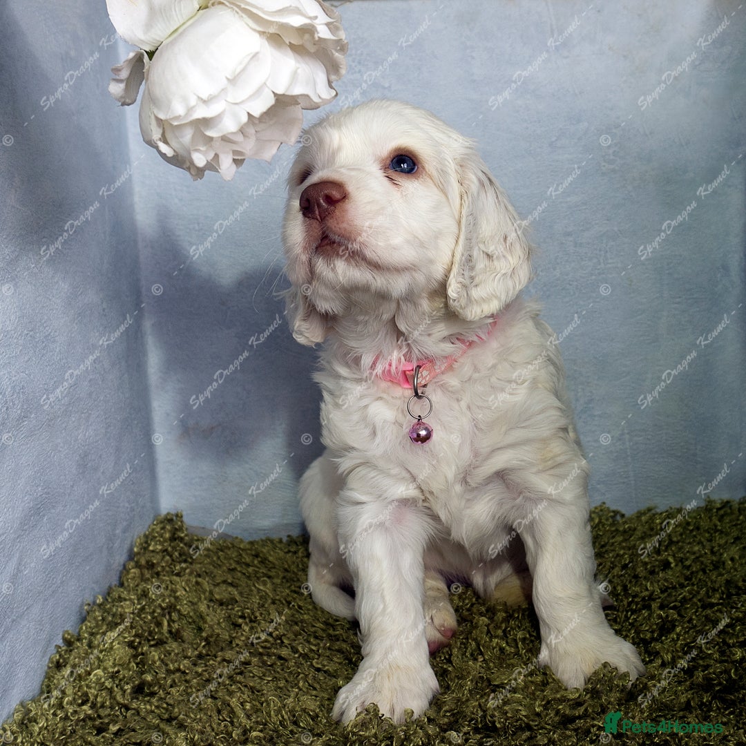 Clumber Spaniel dogs for sale: Pedigree KC Clumber Spaniel Puppies - Advert 9