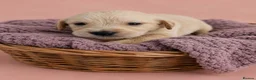 Golden Retriever dogs for sale: READY TO LEAVE 4 girls Golden retriever puppies - Advert 22