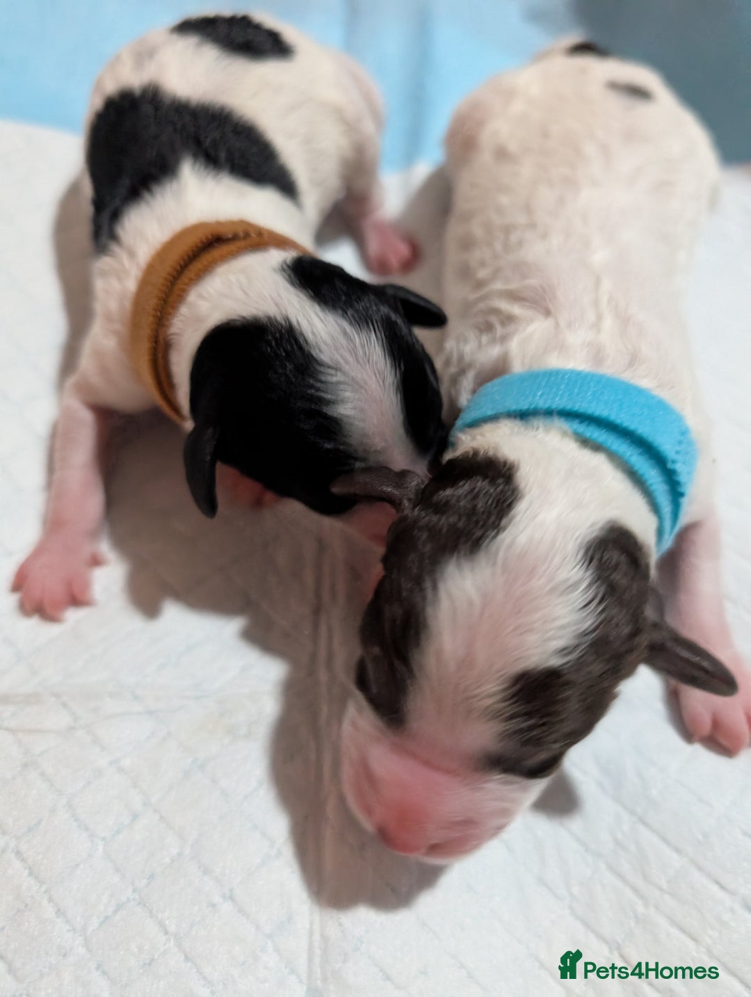 Miniature Poodle dogs for sale: Beautiful miniature parti - Advert 5