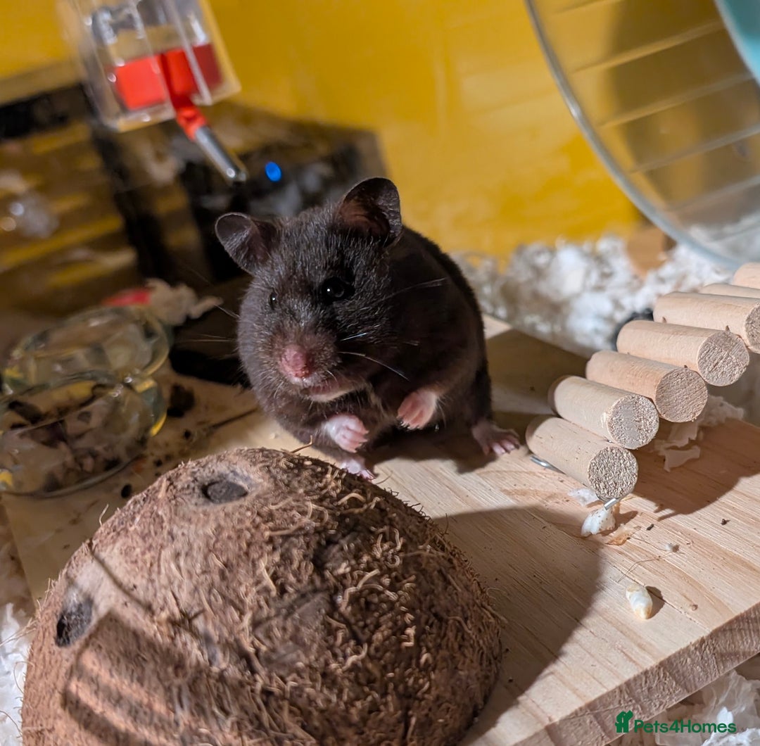 Hamster rodents for sale: Female Syrian for Adoption  - Image 4