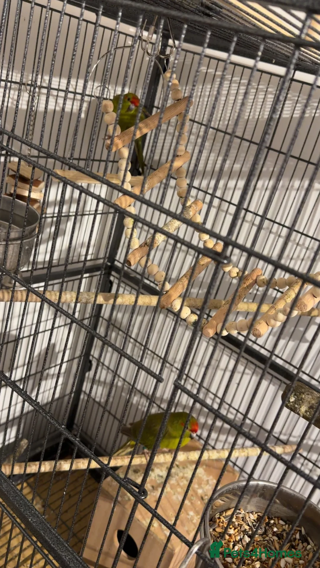 Parakeets birds for sale: Kakirikis - Advert 2