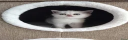 British Shorthair cats for sale: TICA 🐾 British Shorthair and Longhair kittens  - Advert 3