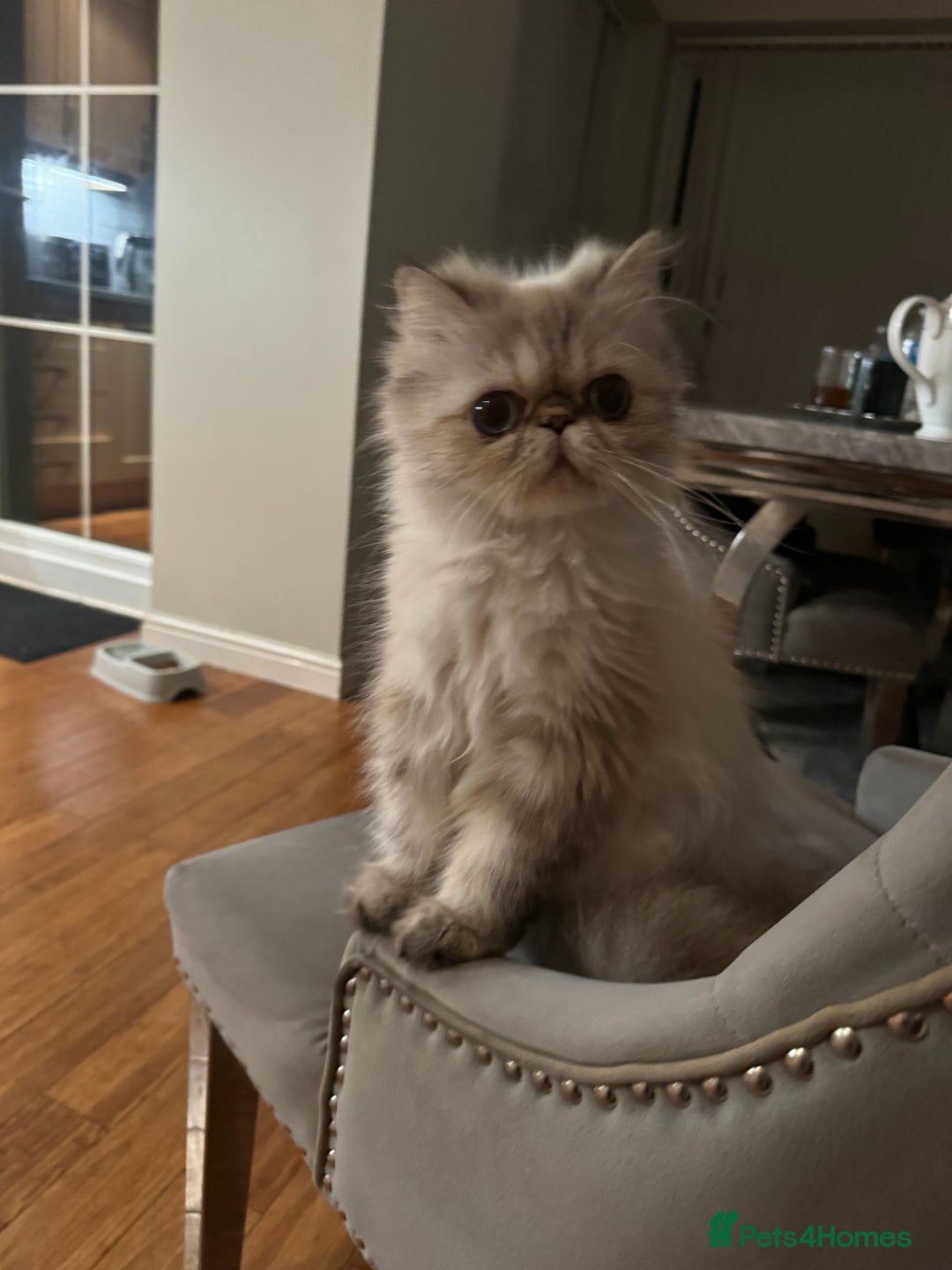 Persian cats for sale: mixed persian & bombay kittens  in Maidstone - Image 35