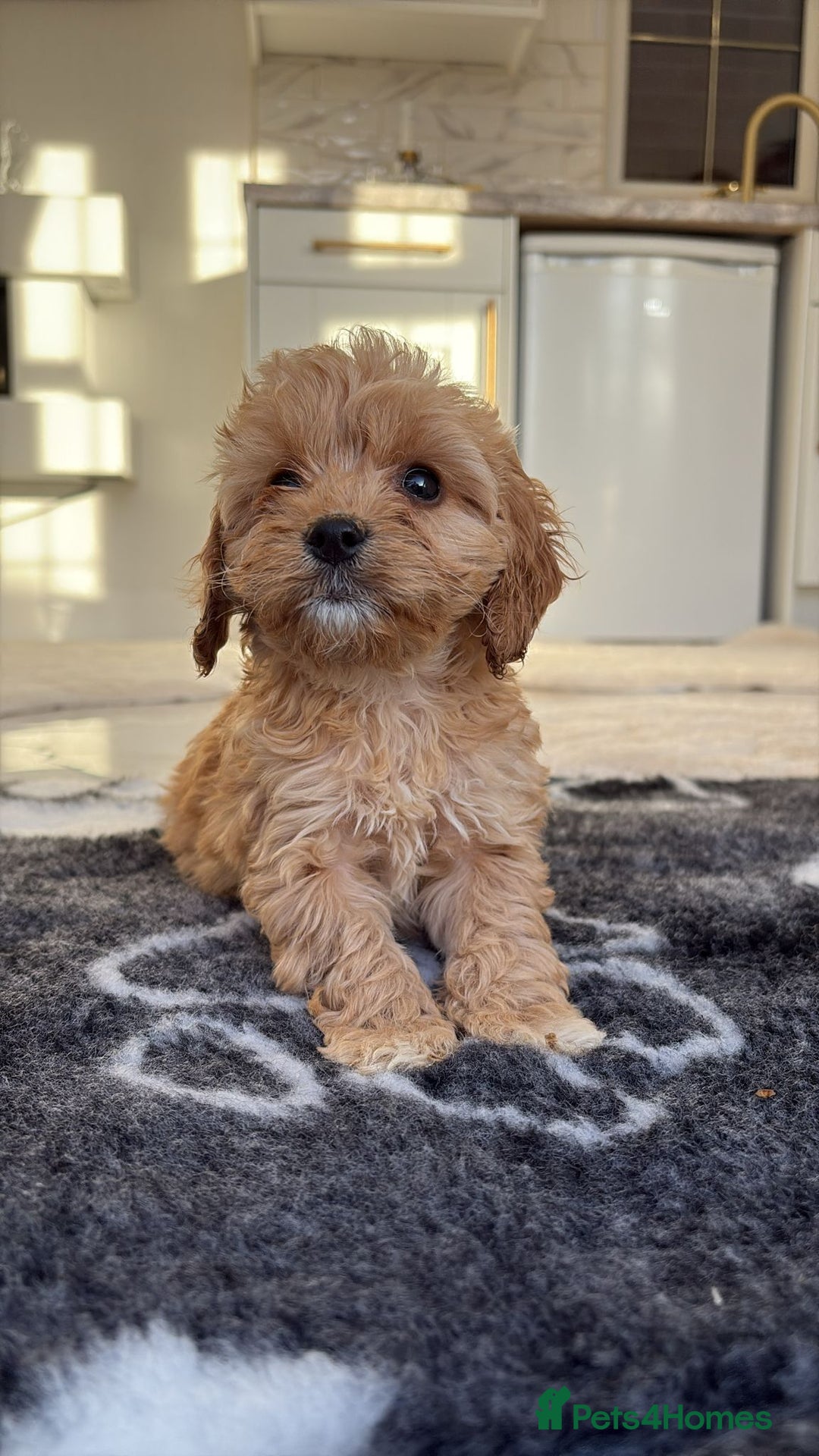 Cockapoo dogs for sale: F1 pra clear Cockapoos(council lincesed breeder) - Advert 20