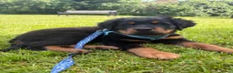 Rottweiler dogs for sale: Fluffy Rottweiler  - Advert 4