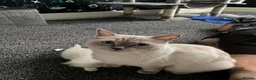 Ragdoll cats for sale: Ragdoll kittens - Advert 25