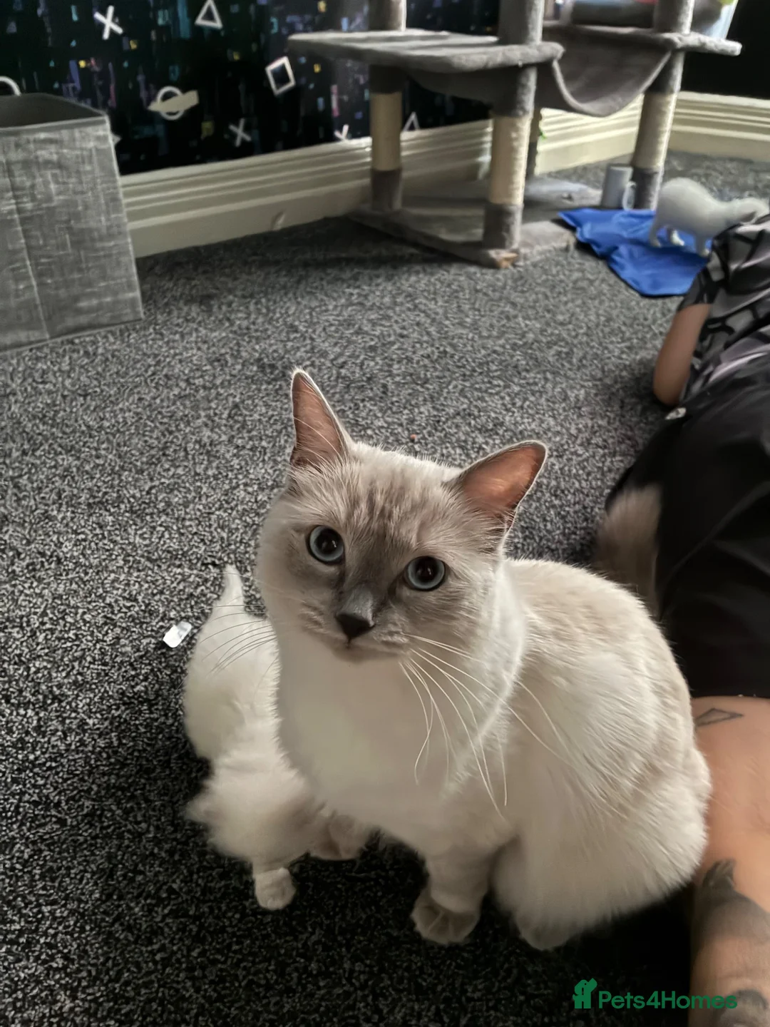 Ragdoll cats for sale: Ragdoll kittens - Advert 25