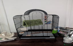 Budgerigars birds for sale: Atashi  - Image 3