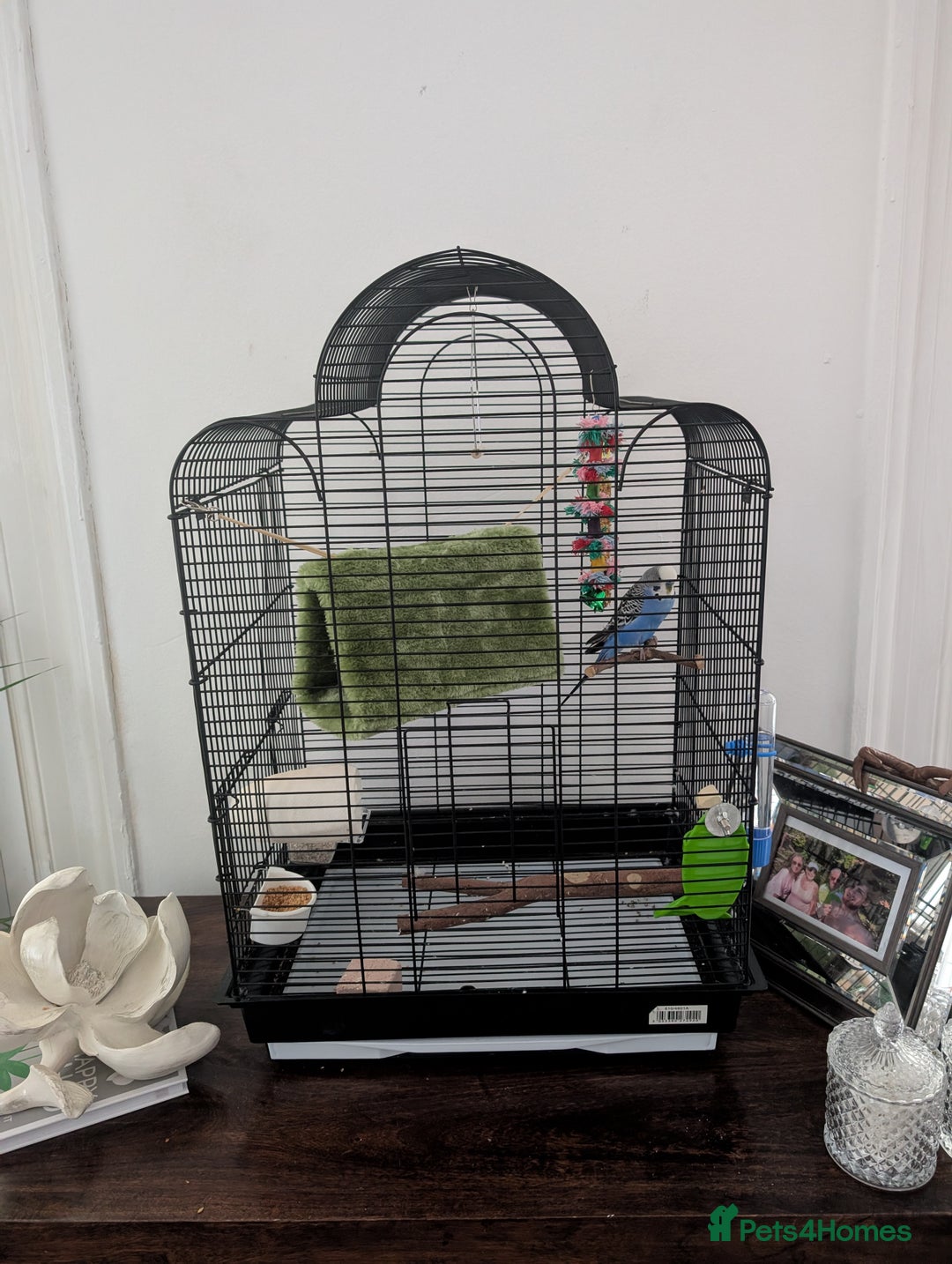 Budgerigars birds for sale: Atashi  - Image 3