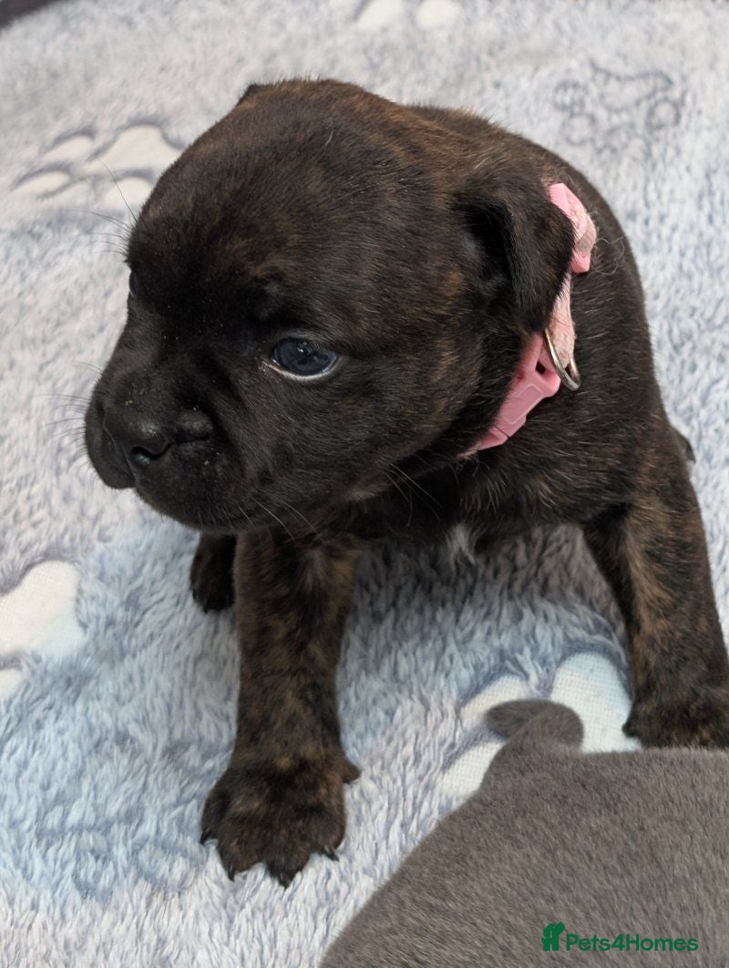 Staffordshire Bull Terrier dogs Stunning Staffy Puppies 2 Boys & 2 Girls - Advert 1