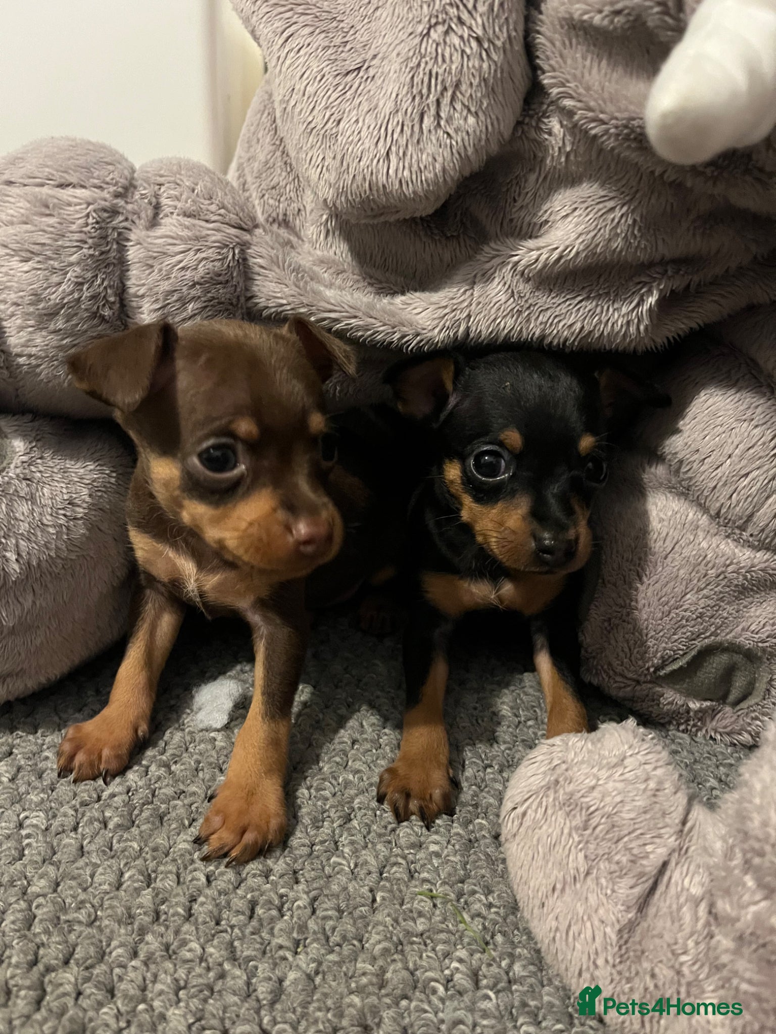 Miniature Pinscher dogs Beautiful 5generation pedigree min pin pupp - Advert 1