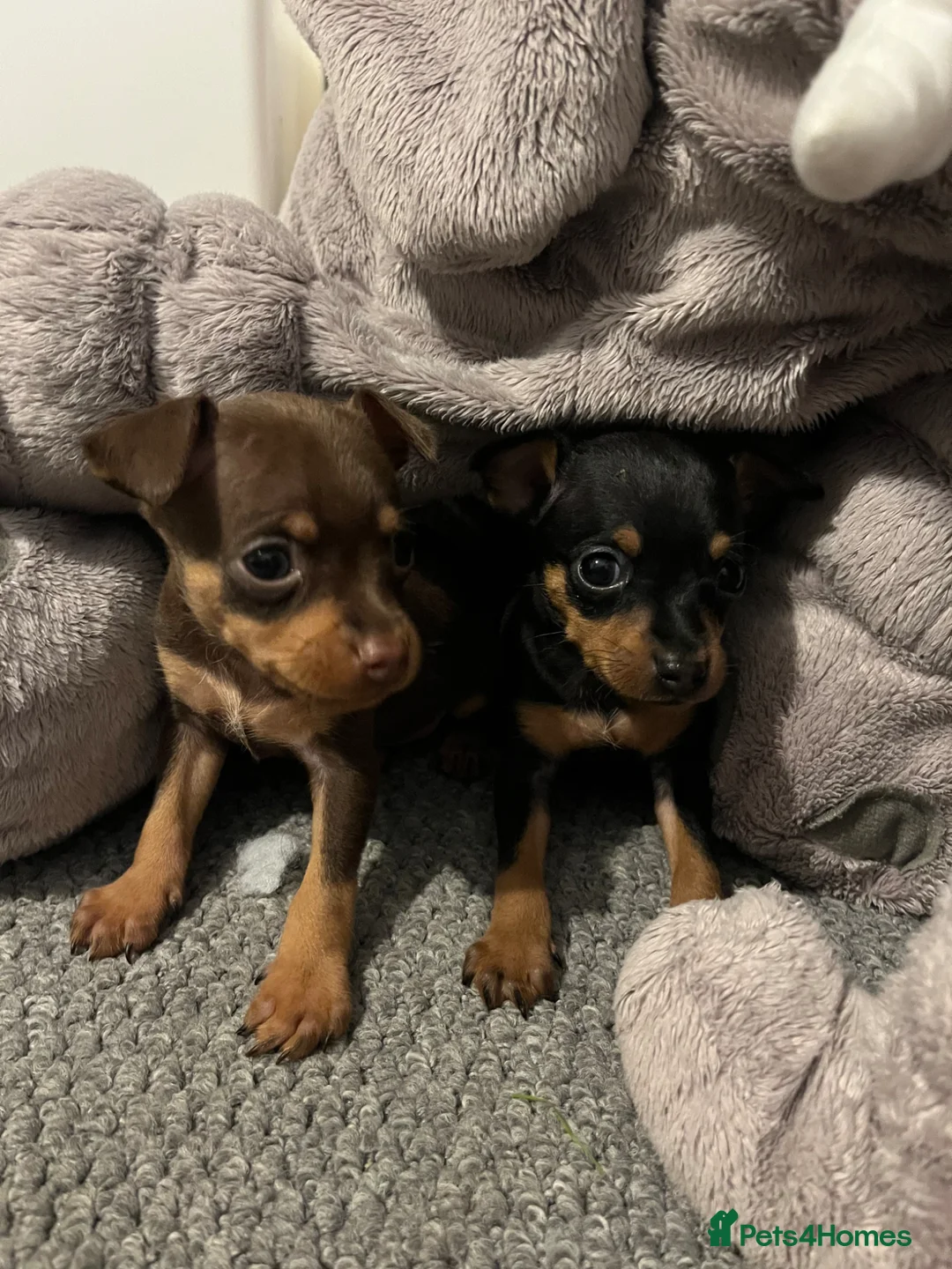 Miniature Pinscher dogs for sale: Beautiful 5generation pedigree min pin pupp - Advert 1