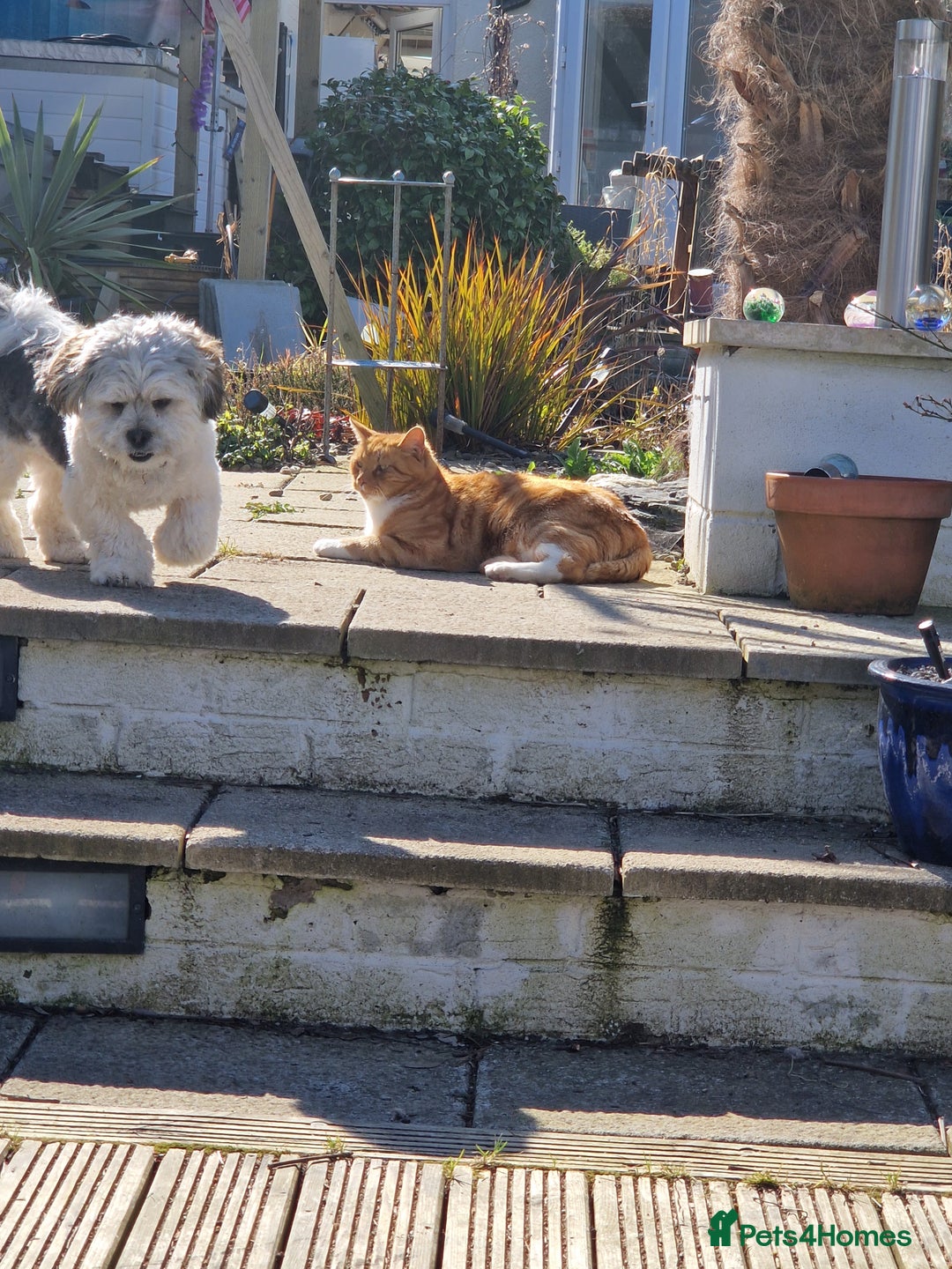 Lhasa Apso dogs for stud: Oakendshade King Goldenelm  - Image 2