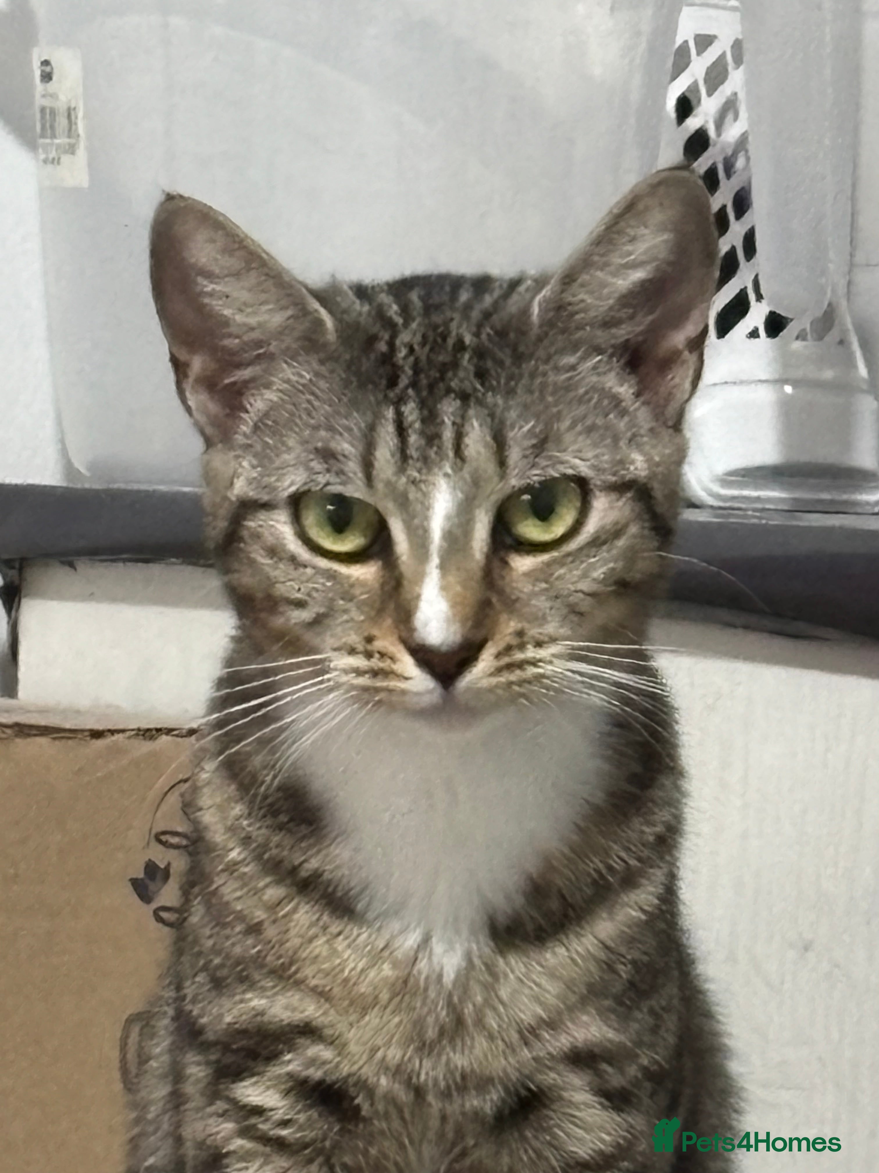 Mixed Breed cats bengal/sphynx kittend - Advert 2