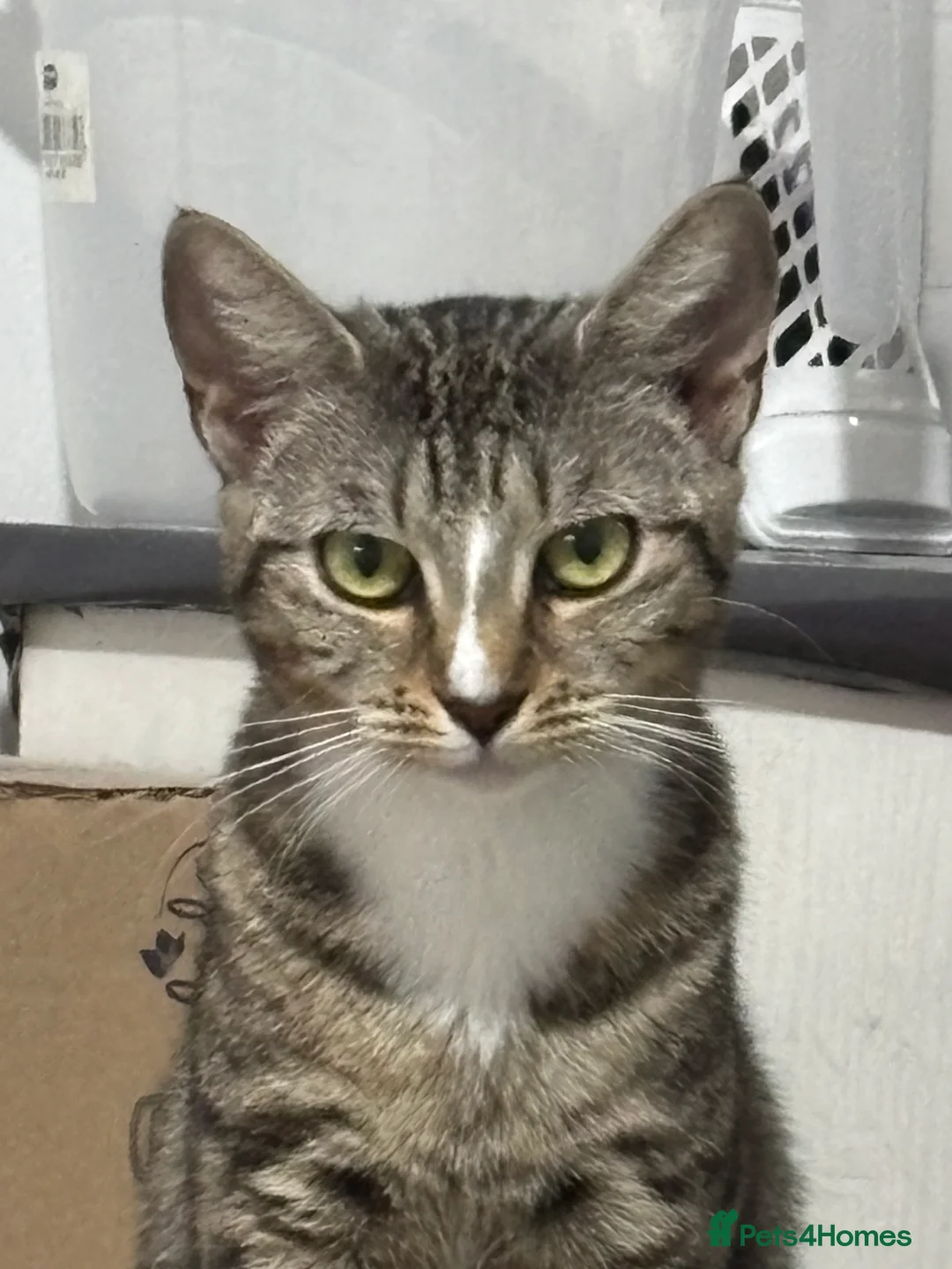 Mixed Breed cats for sale: bengal/sphynx kittend - Advert 1