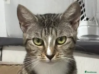 Mixed Breed cats bengal/sphynx kittend - Advert 2