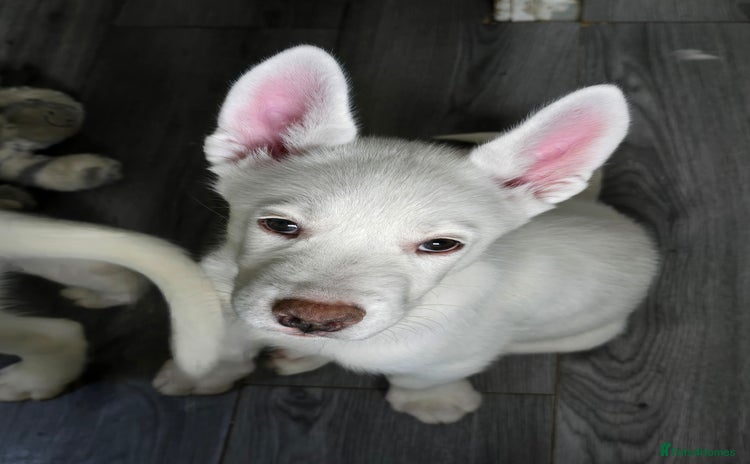 Siberian Husky dogs - Advert 3