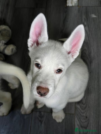 Siberian Husky dogs - Advert 4