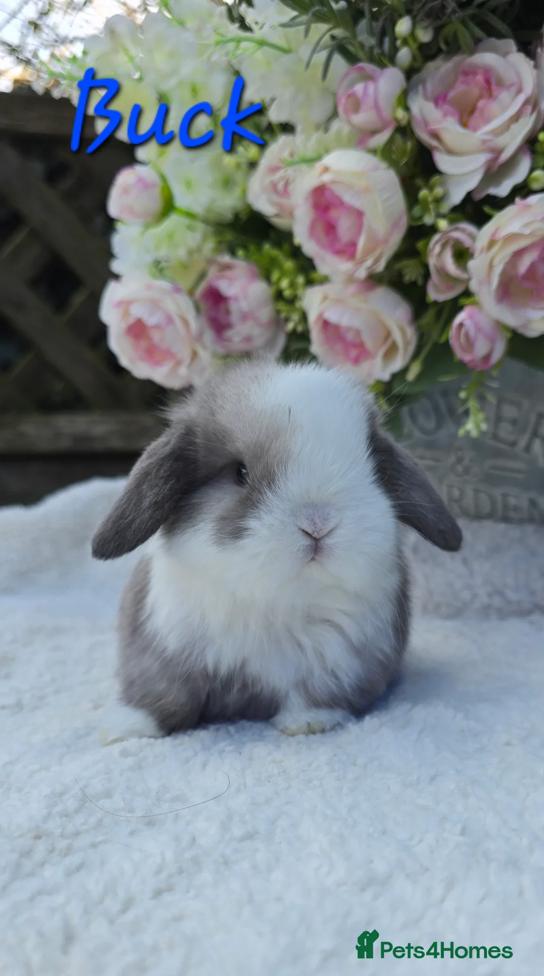 Mini Lop rabbits for sale: Beautiful quality mini lops - Advert 1