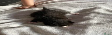 British Shorthair 3 black & white female