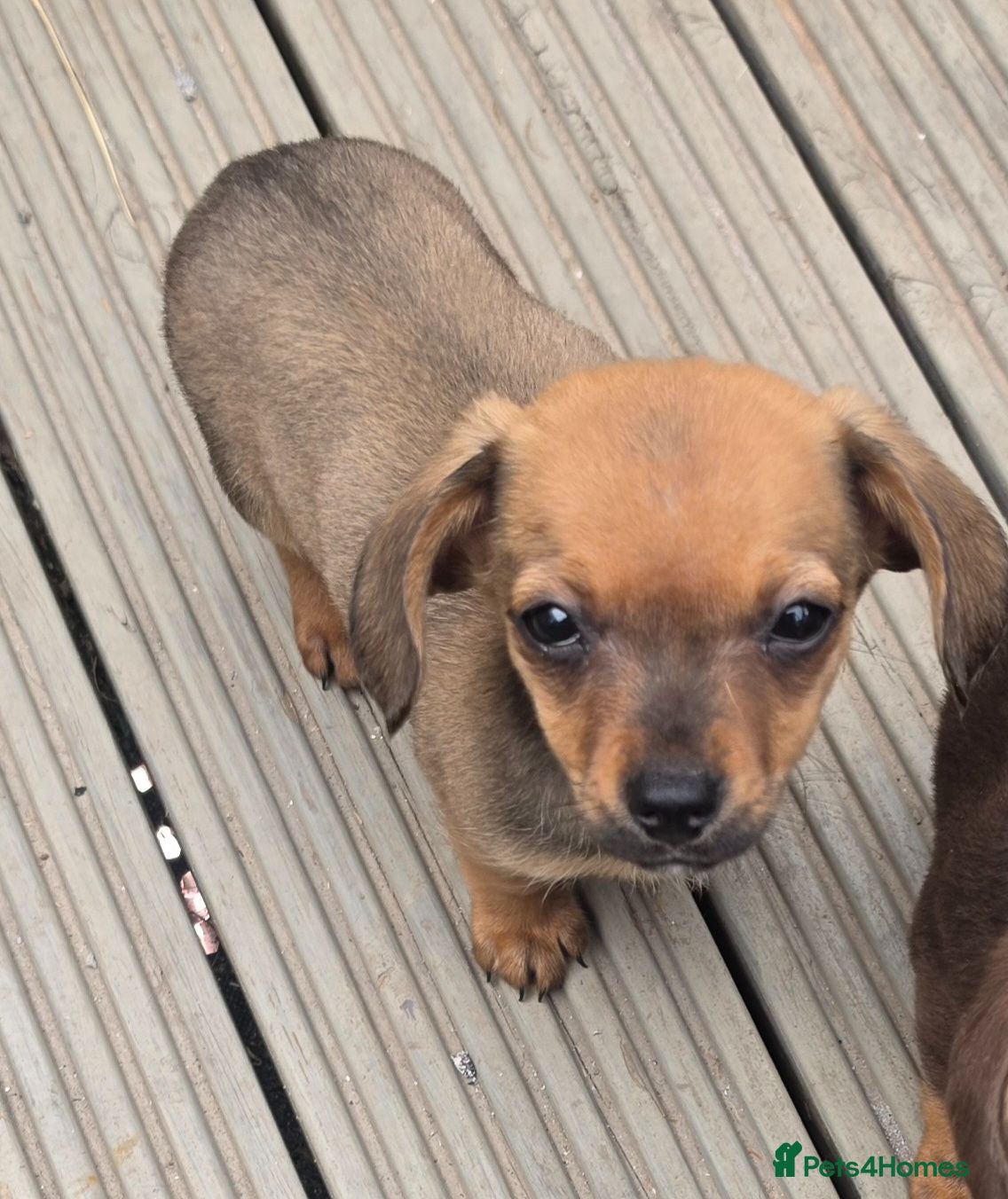 Chiweenie dogs Chiweenie puppies - Advert 7