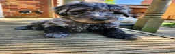 Labradoodle dogs for sale: *READY TO GO* Beautiful Labradoodle Pups - Advert 9
