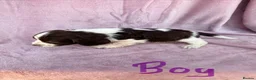 English Springer Spaniel dogs for sale: Millie and her beautiful Babies  in Yeovil - Advert 4