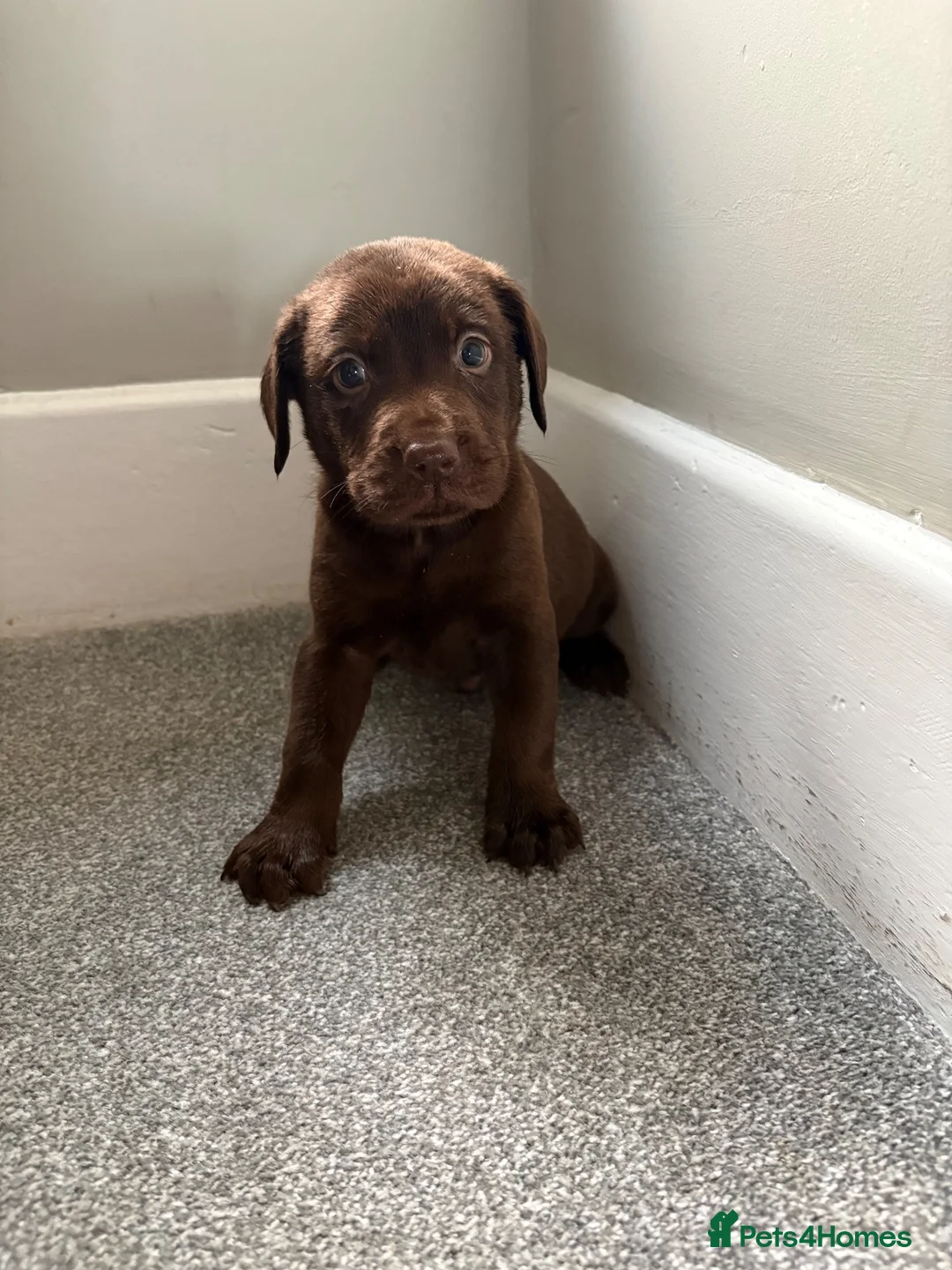 Labrador Retriever dogs for sale: Labrador puppy’s health tested  - Advert 15