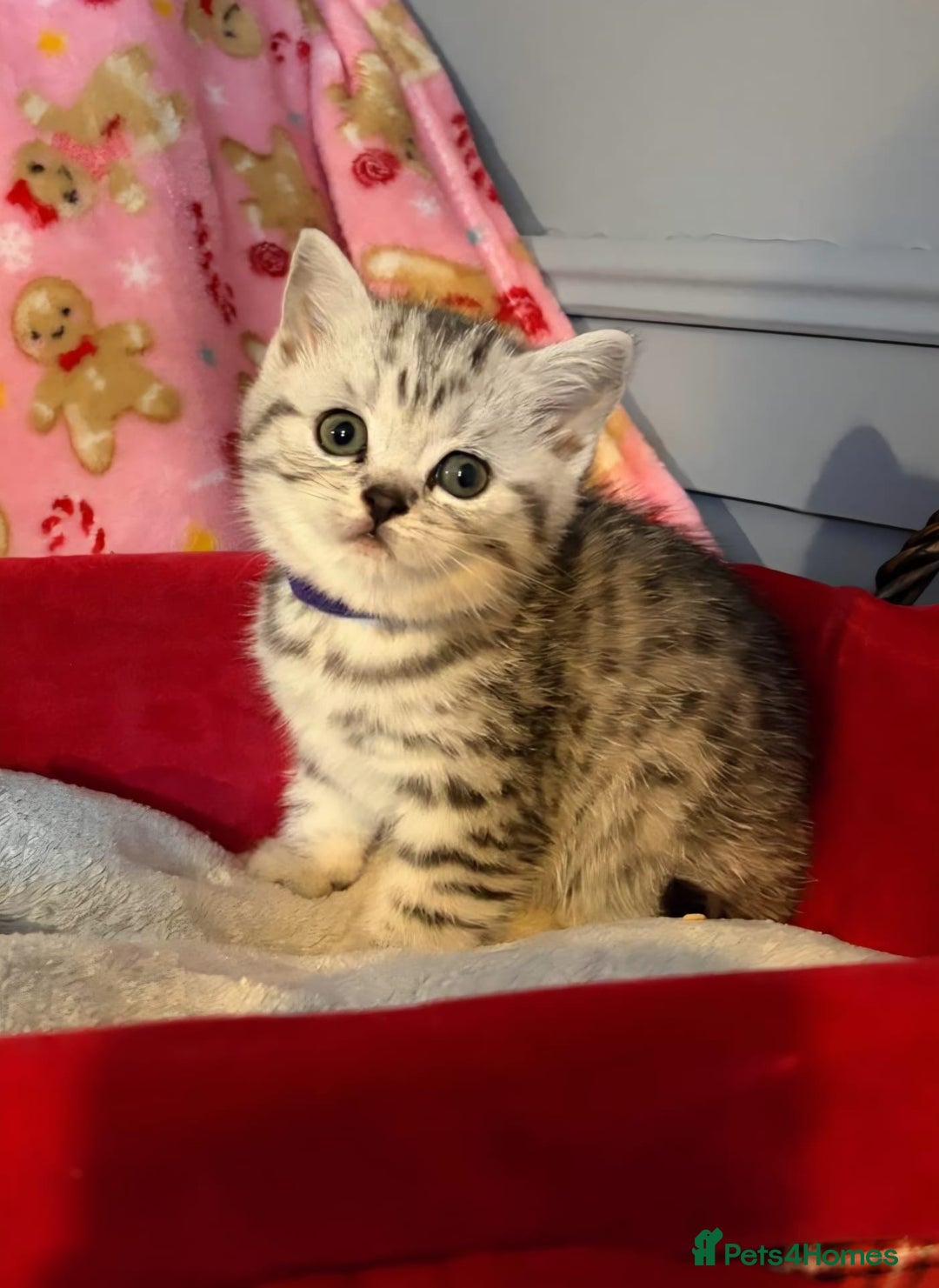 British Shorthair cats for sale: Beautiful bsh kittens  - Image 11