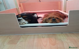 Cavalier King Charles Spaniel dogs for sale: 2 Cavalier king Charles puppies left - Image 40