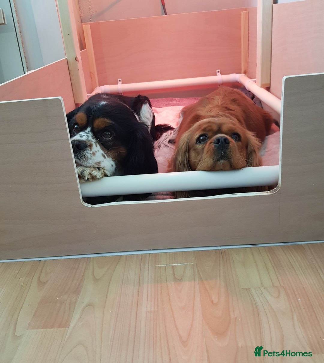 Cavalier King Charles Spaniel dogs for sale: 2 Cavalier king Charles puppies left - Image 40