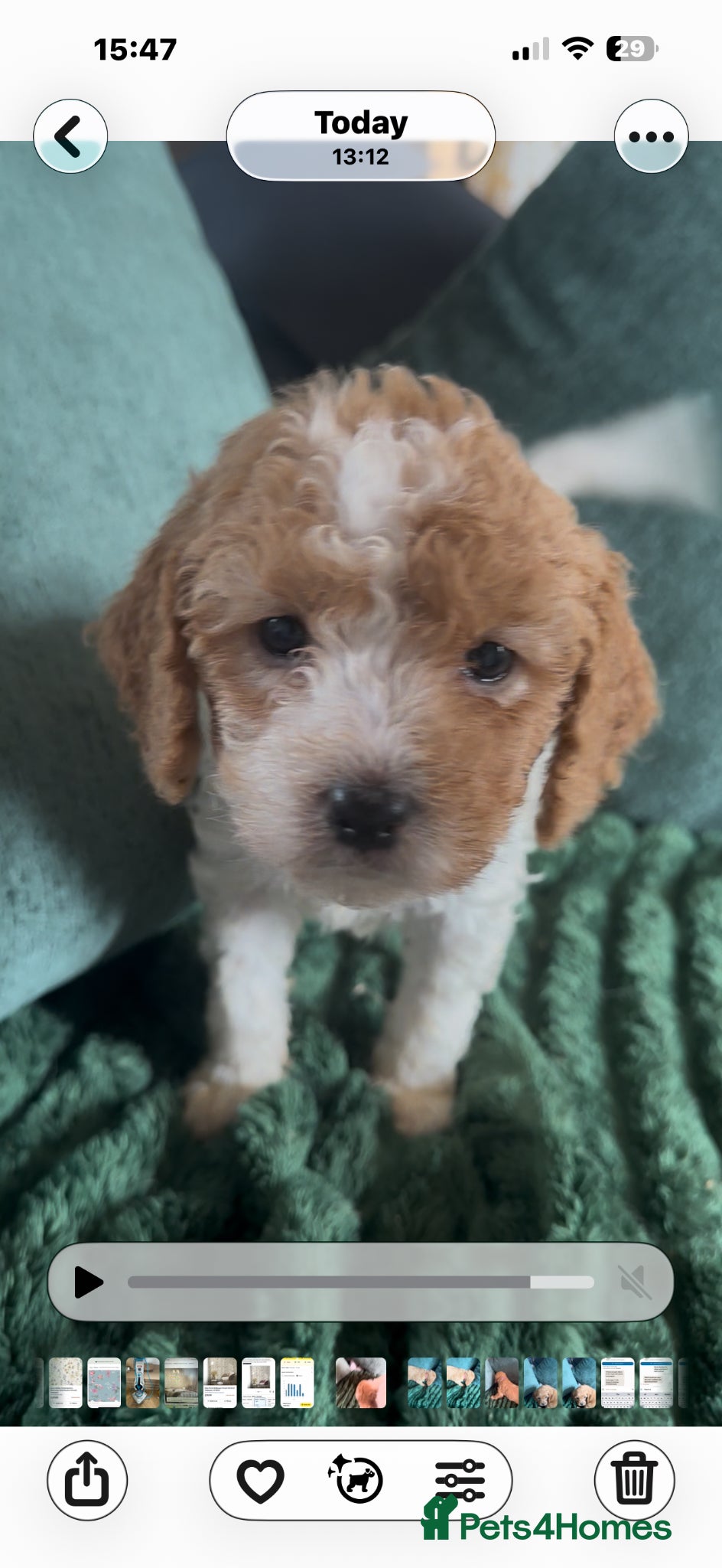 Cavapoochon dogs Cavapoochon Cockerpoo Stunning Teddy Bear Puppies  - Advert 2