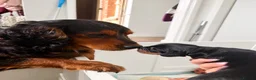 Mixed Breed dogs for sale: Beautiful Cocker X pups  - Advert 4