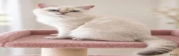British Shorthair cats for sale: TICA Beautiful British Shorthair Kittens - Advert 10