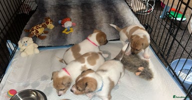 Jack Russell dogs - Advert 5