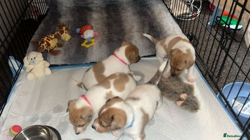 Jack Russell dogs - Advert 10