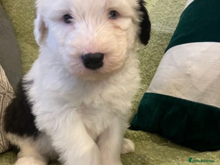 Old English Sheepdog dogs HEALTH TESTED OLD ENGLISH SHEEPDOG PUPPIES - Advert 3