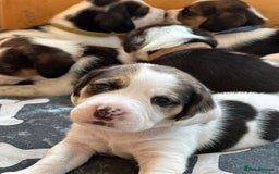 Beagle dogs for sale: Beagle puppies for sale,ready to leave NOW‼️ - Image 3