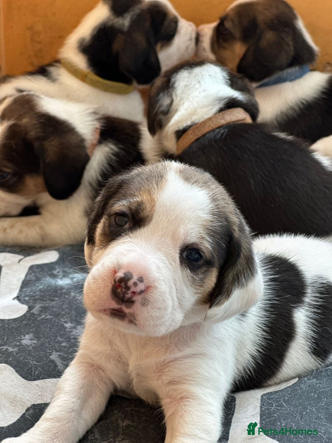 Beagle dogs for sale: Beagle puppies for sale,ready to leave NOW‼️ - Image 3