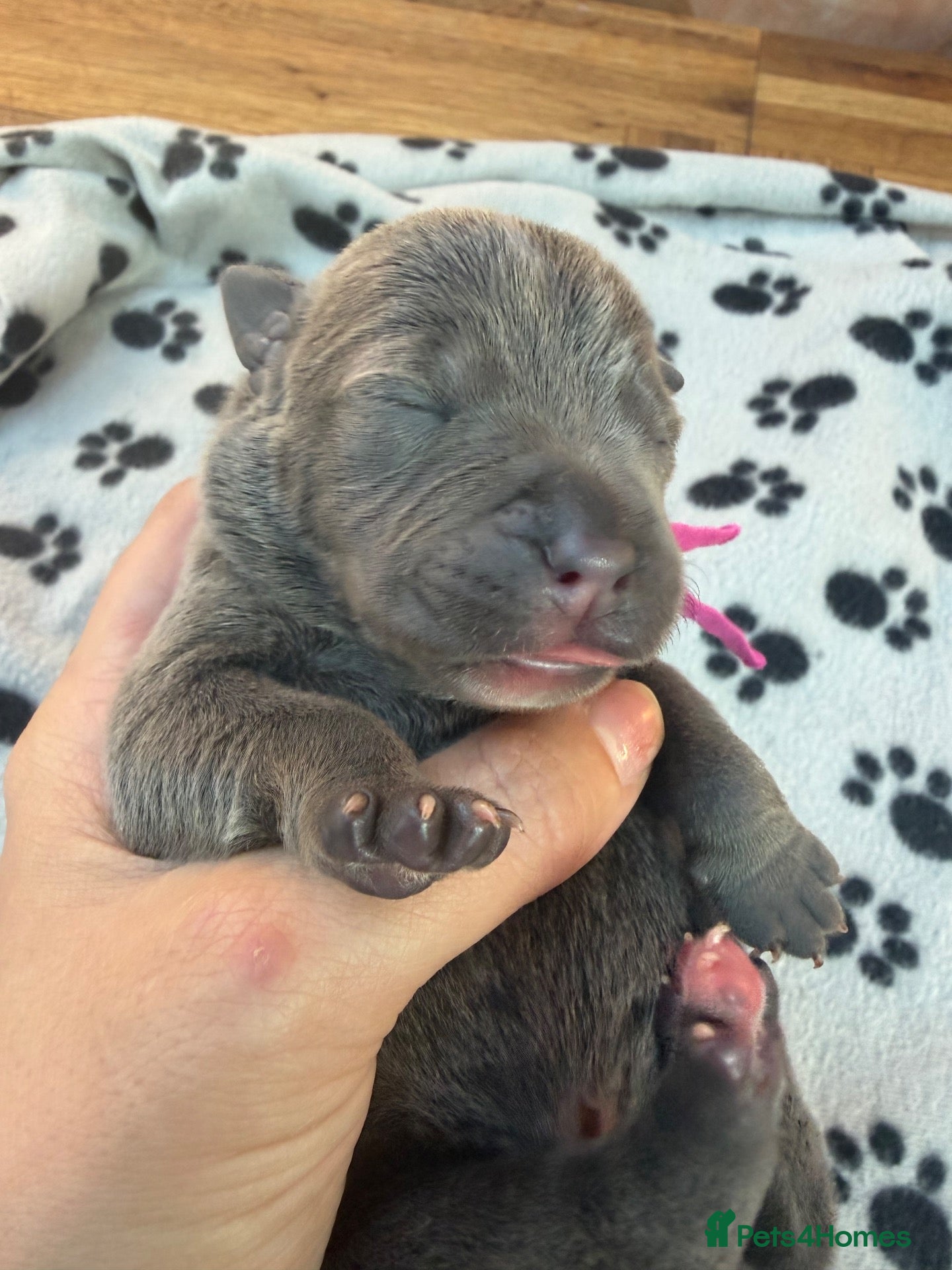 Staffordshire Bull Terrier dogs for sale: Outstanding litter of 10 KC Staffy pups blue 😍😍 - Advert 1