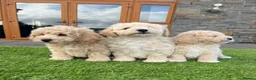 Poochon dogs for sale: Poochon Puppies - Advert 8