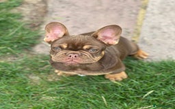 French Bulldog dogs for sale: KC registered frenchie boys  - Image 11