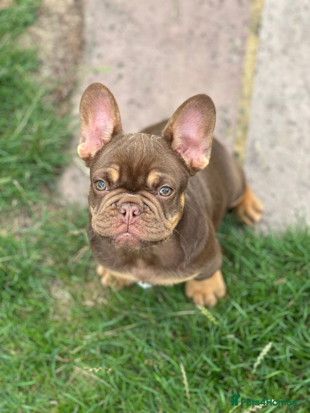French Bulldog dogs for sale: KC registered frenchie boys  - Image 11